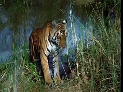 Tiger Vs Wild Dogs(Dholes) Pack, Tiger Kill Chase Away Wild dogs Pack