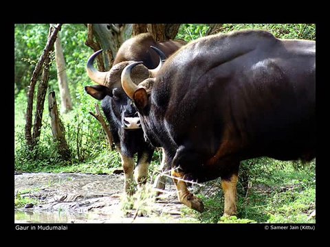 Tigers and Gaurs(World's Heaviest, Most Powerful Wild Cattle) - Part 1