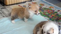 Cute baby puppies / 赤ちゃんコーギー子犬 20120724