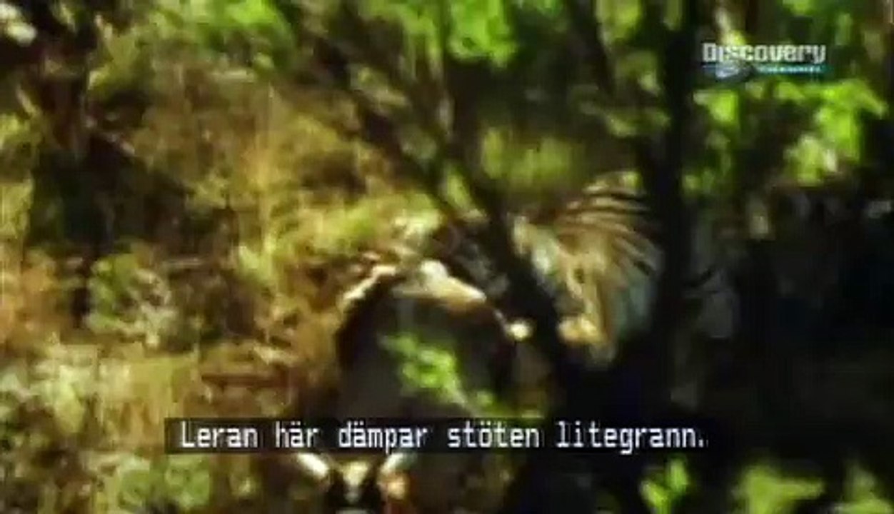 Tiger's Body Blow Impact Force Can Knock Down A Big Brown Bear