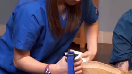 How to Sling Walk a Paralyzed Dog