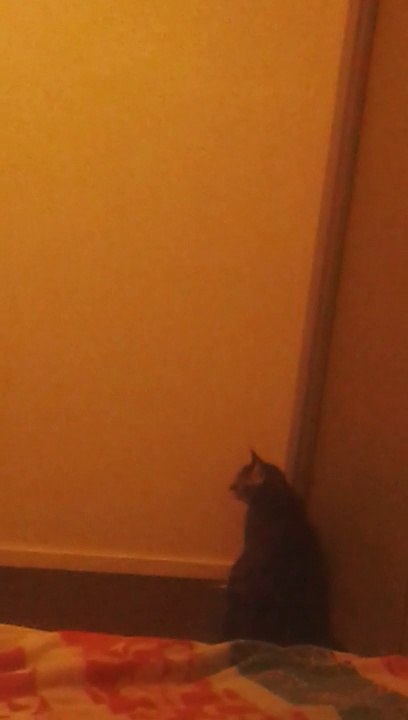 ma chatte lilou qui samuser avec sa plume