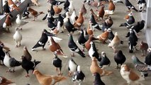 Ustad Anil Sood Pigeons Kinari bazar Delhi-6 India-Indian 15