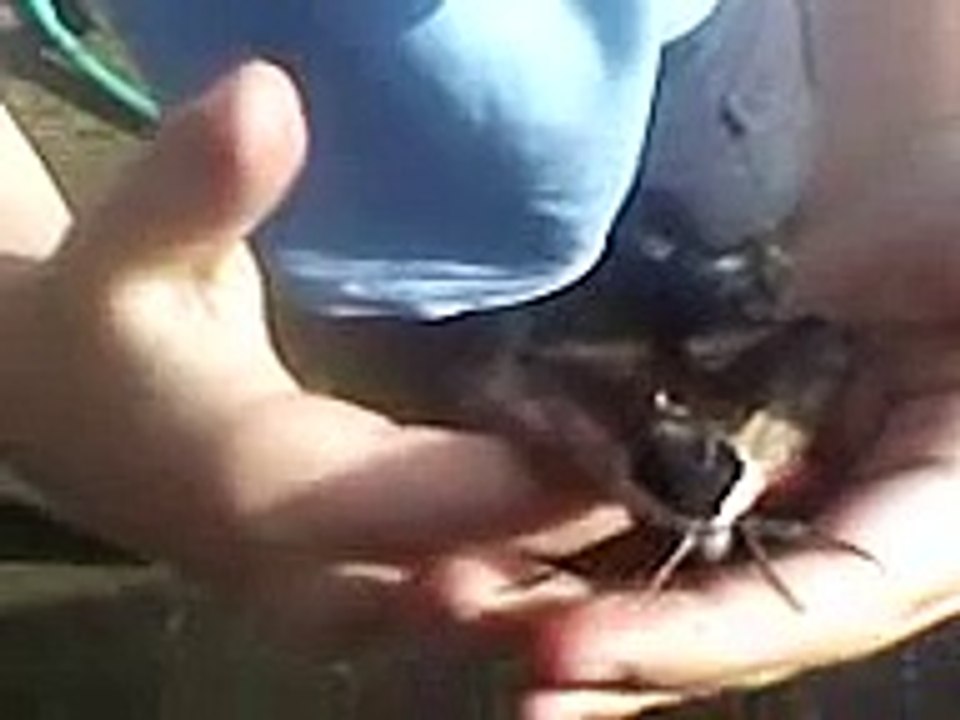 massive hawk moff