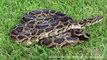 Florida Everglades Overrun With 150,000 Invasive Burmese Pythons