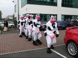 IT Dancing Cows - the directors cut