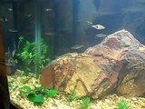 90 Gallon Community Aquarium with only Schooling Fish