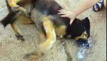 Adana Bahçeşehir mah 2 Nolu çocuk parkına bırakılan zehirli tavuk yiyen 3 tane köpek can çekişerek acı içinde öldü