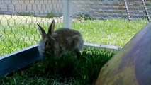 BLOKESIZE™ BUNNIES... 9 Day Old Kits (Baby Rabbits)