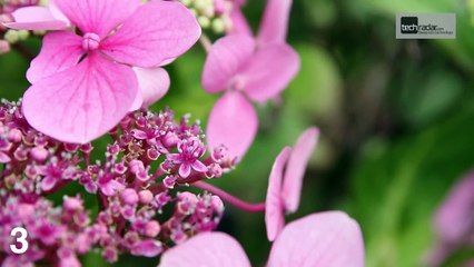 Canon EOS 7D video quality