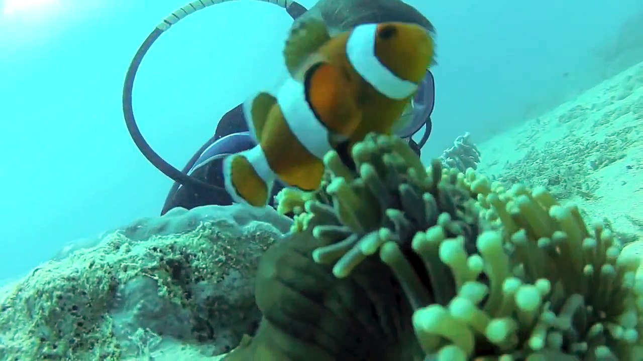 Apo island Philippines