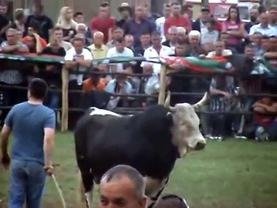 VIHOR - RILE Vitez 2012