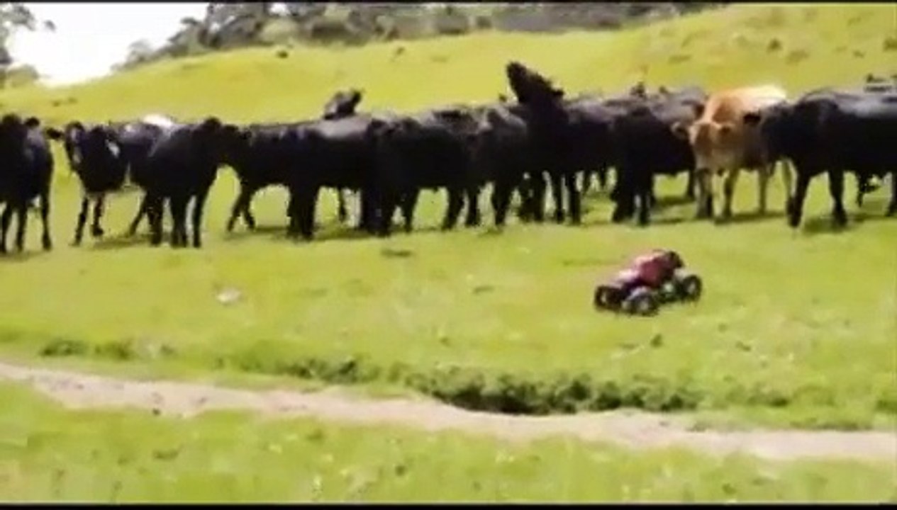 Observez ce qui se passe entre ces bœufs et ce rebot.