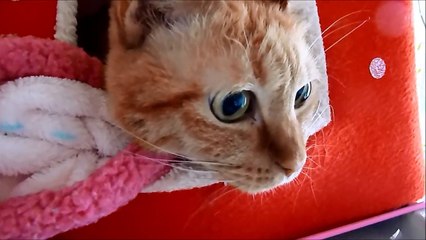 たまに返事したりもじもじ返事する猫　Cat replies when she feels like