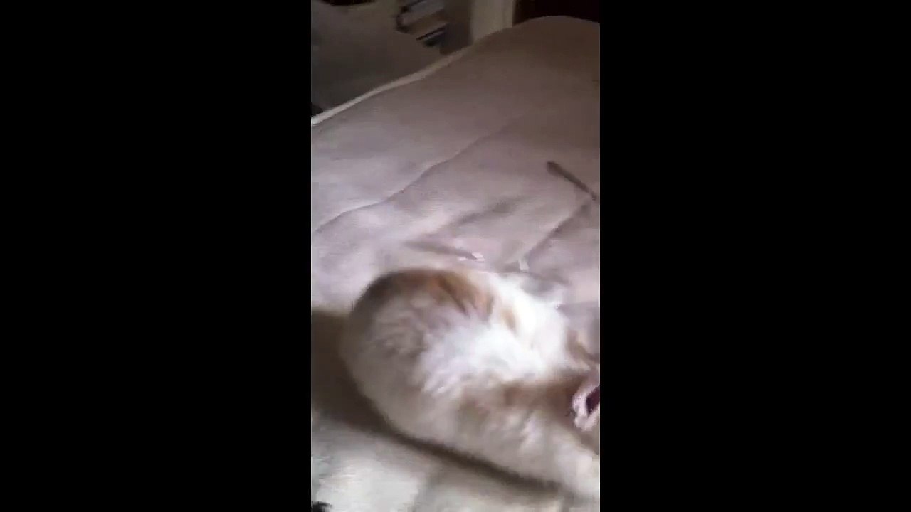 Cutest Rabbit Sneeze!!! EVAAAAAA!!! HD