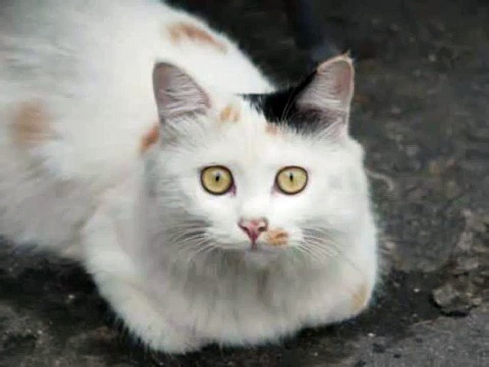 Cat & Gum