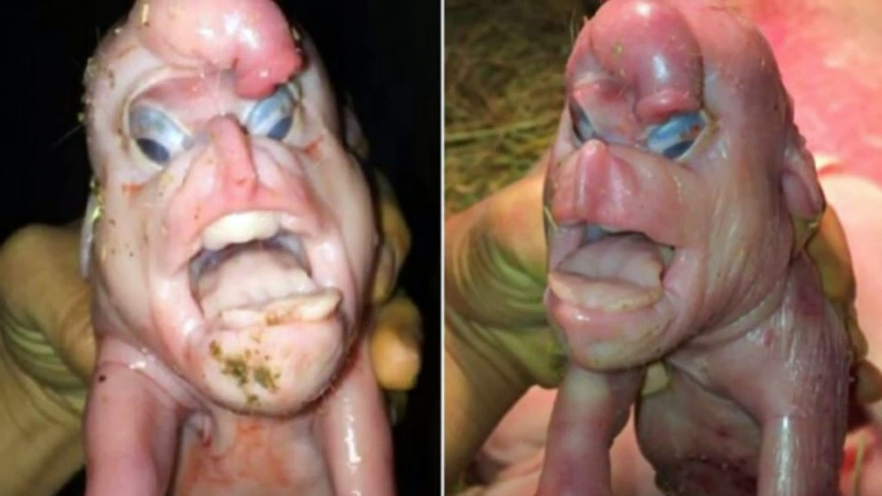 Mutant piglet born with 'human face and penis on its forehead' in Scotland