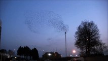 Flock of Starlings formation flying over Southampton