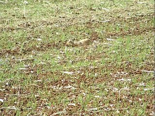 Saluki coursing in the UK before the ban - سلق مقاطع صور