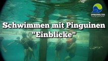 Schwimmen mit Pinguinen