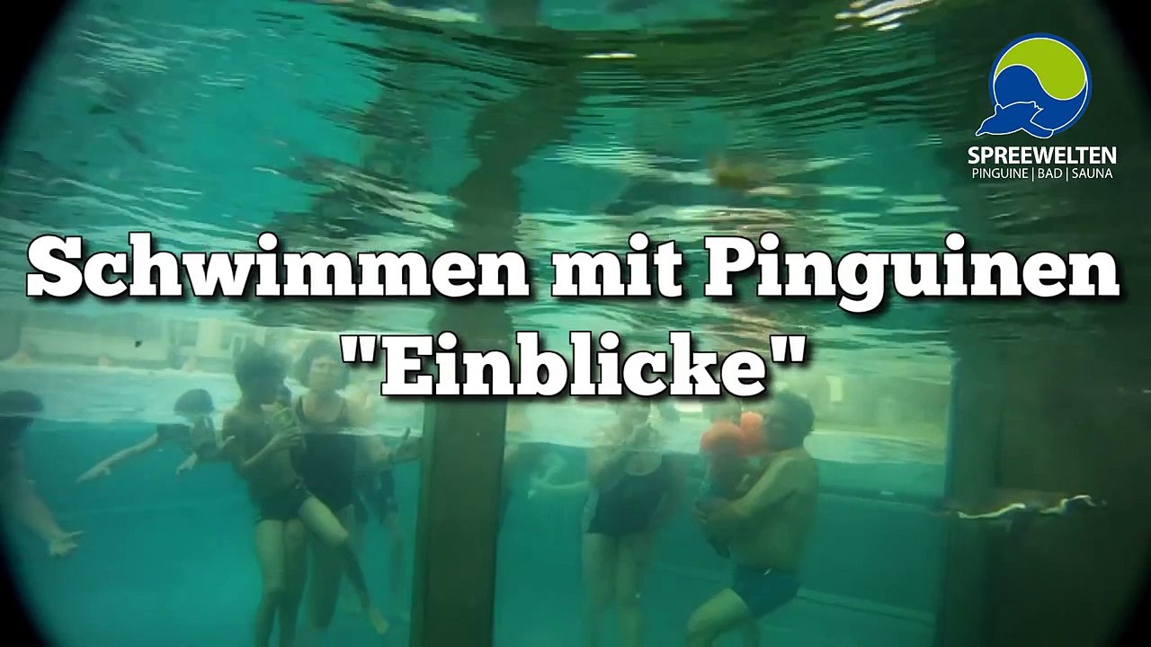 Schwimmen mit Pinguinen