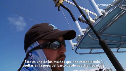 Expedition Galápagos: Silky Sharks