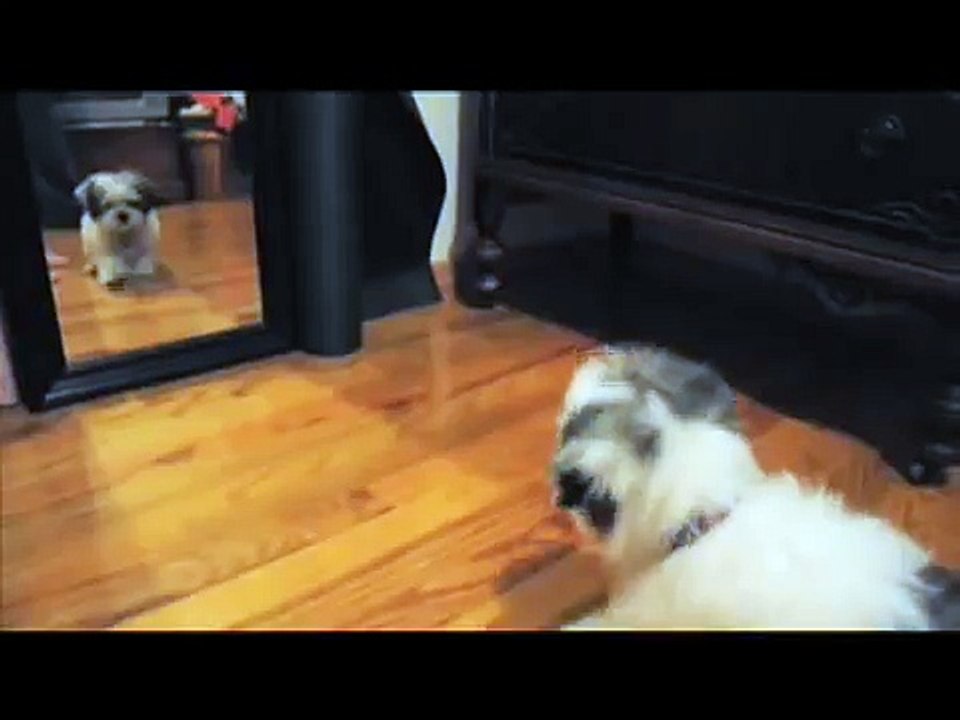 maltese shih-tzu (malshi) puppy barking at the mirror.
