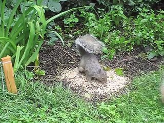 Video for Cats - Squirrels