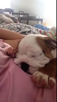 English Bulldog Puppy snores while sleeping