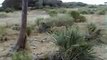 Lioness Stalks then captures a Monkey