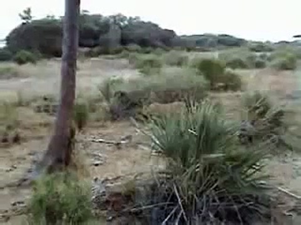 Lioness Stalks then captures a Monkey