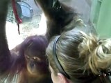 Orangutan gives Sasha a kiss and a hug