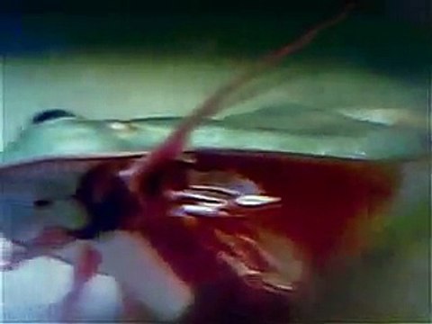 My Triops - Update