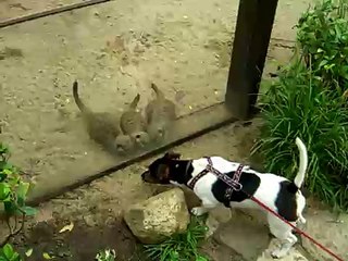 Amy und die Erdmännchen