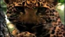 Full Animal Documentary - Lion vs Silverback Gorilla I Battle in Jungle