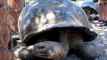 Tortugas gigantes de las Islas Galápagos. Giant tortoises