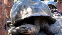 Tortugas gigantes de las Islas Galápagos. Giant tortoises