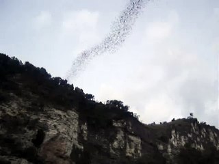 Callao Bat Cave
