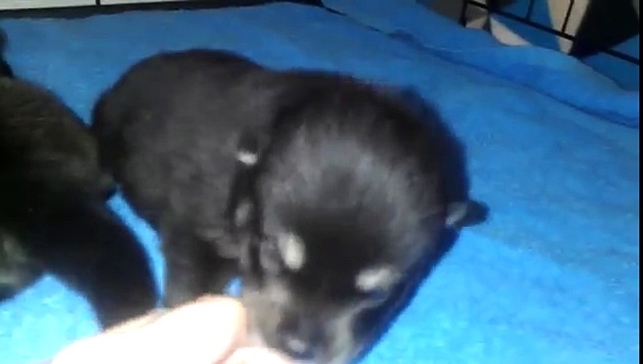 2 week old pomsky puppies
