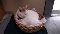 かごのシロとミミ　MIMI and Shiro basket