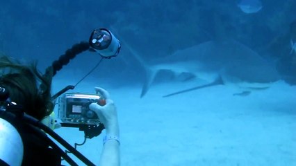 surpris par des requins