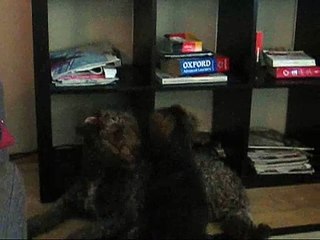 Spanish water dog sings Losing My Religion