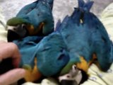 Blue & Gold Macaws Getting Ready for Bed
