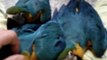 Blue & Gold Macaws Getting Ready for Bed