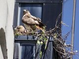Red-tailed Hawks of Alewife - Third Chick