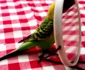 La cocorita dei miei zii, impazzisce davanti allo specchio