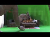 Rabbit Commercial Outtakes(ウサギCMのNG集)