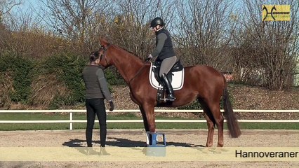 Hannoveraner - Pferde fürs Leben - Auswahlreise