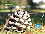 FRANCE 24 Environnement - ENVIRONNEMENT - Développement durable et politique: tous en campagne!