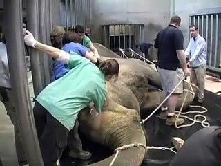 Tusko Tusk Extraction Surgery